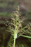 Woolly rosette grass